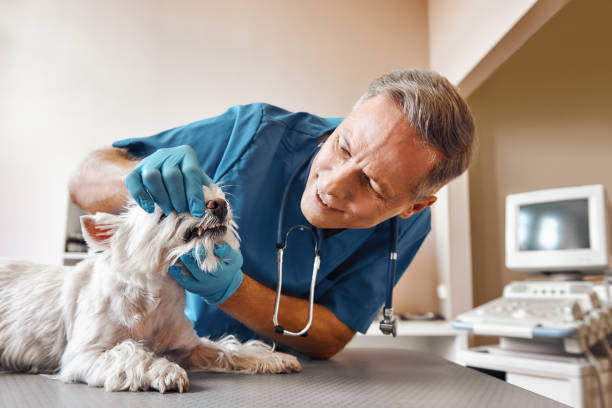 Best Weekend Emergency Dentist in Spencerport, NY